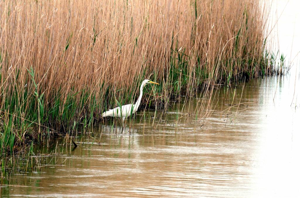 Grote zilverreiger